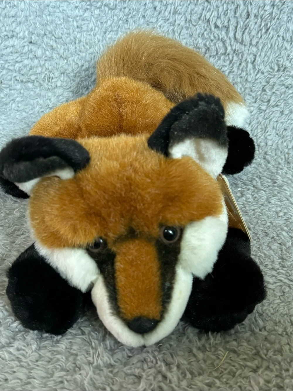 Aurora red fox